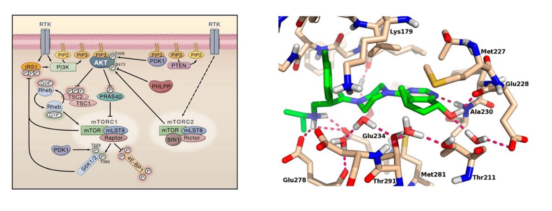 The  PI3K/Akt/mTOR signaling pathway (Left, Infect Agents Cancer,  2013) and X-ray structure of Ipatasertib bound to Akt1 (Right, J Med Chem, 2012), a process that inhibits Akt activity and  down-regulates the subsequent signaling pathways in caner.